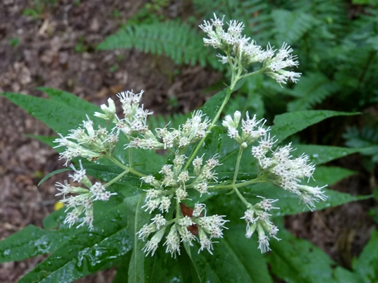 {Eupatorium sessilifolium}
